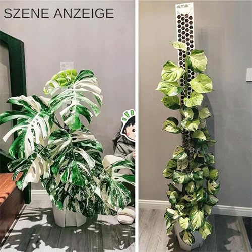 Bâton de mousse pour Monstera rigide et modulable de 43 cm pour tuteur de salon