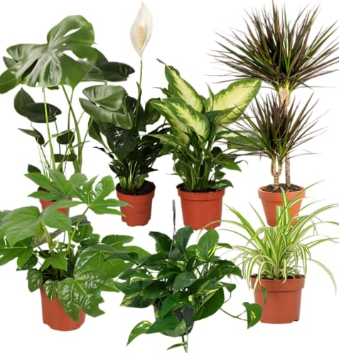 Pflanze Plus Pflanzen-Set