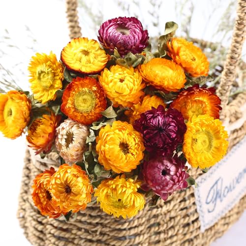 Flores Naturales Secas Multicolor Cabezas de Margarita 100 pcs miniatura 2