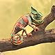 Folkmanis Handpuppe kleines Chamäleon/Small Chameleon 3153