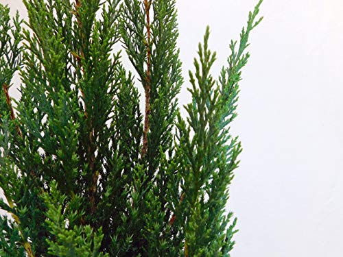 2.25 Gal. Blue Point Juniper #TOP1