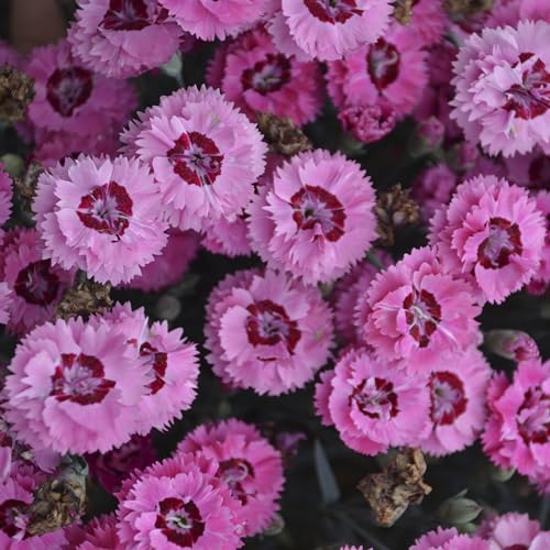 3 Live Cranberry Dianthus Carnation Starter Perennials.