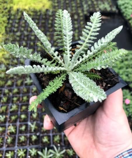 3 Moonshine Achillea Yarrow 3.5 inch Container- You Choose Amount!