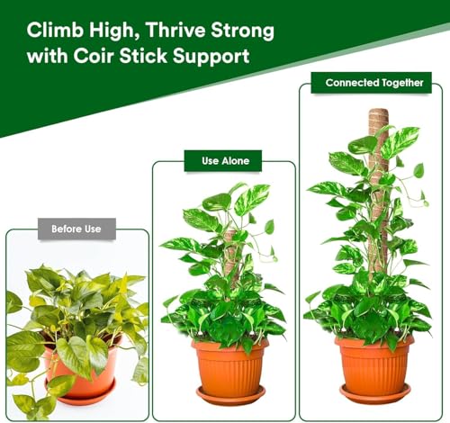 Image of Natural Moss Stick for Climbing Plants, Strong Support for Money Plant, Monstera, Pothos, Indoor Outdoor Use, Manual, 50 Grams (2, 3 Feet)