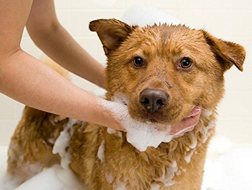 Naturel Promise Fresh & Soothing Lavish 4-in-1 Shampoo Plus Conditioner for Pets, 22oz - Formulated for Dogs & Cats to… - Image 5