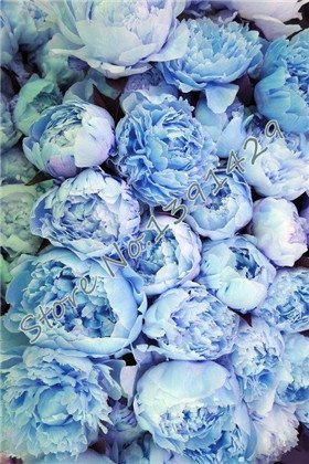 peonie cinesi, semi radice di peonia, 10 pz peonia semi blu
