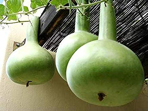 Golden Hills Farm Bottle Gourd/Lauki Round Seeds - Desi Variety (B07RSF86WX) Amazon Price History, Amazon Price Tracker