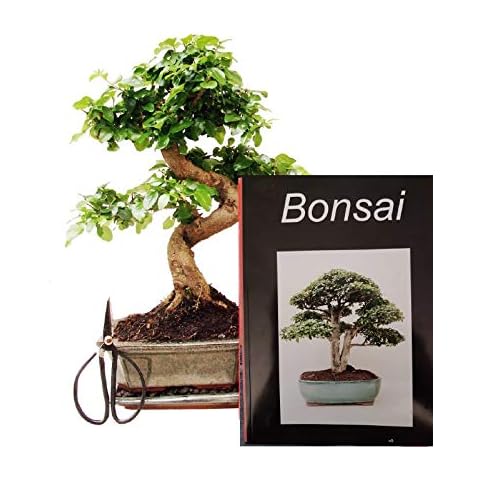Anfänger Bonsai-Set Liguster, ca. 30cm, 4 teiliges Sparset (1 Liguster-Bonsai, 1 Schere, 1 Untersetzer, 1 Bonsaibuch) Cover