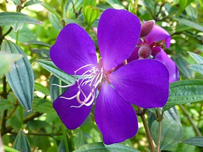 See full amazon price history chart for GREENLIVE TRADERS Rare Purple Melastoma Flower Live Plant GREENLIVE TRADERS Rare Purple Melastoma Flower Live Plant (B0BD8ZZPZF) Amazon Price History, Amazon Price Tracker