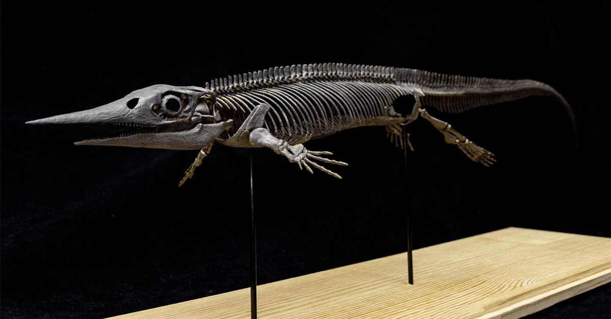 Amazon.com: VWUVWU Xinpusaurus Figure Thalattosauria Dinosaur