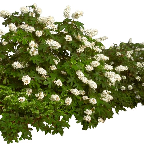 Alice Oakleaf Hydrangea Shrub – Large White Blooms for Garden Beds, Patios, and Year-Round Landscaping (2 Gallon/Potted/Single)