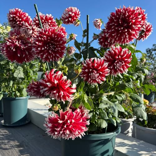 tuberi di dalia resistenti - balcone esterni giardino rare 8pcs