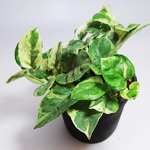 greenhomecare Live Money Plant Marble with Plastic Pot Air Purifier Indoor Plant Good Luck Green