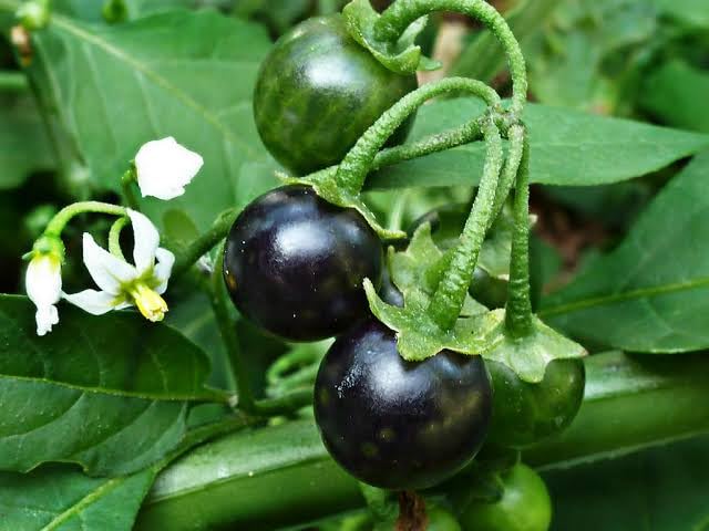 RAJA GROUPS Manatakkali/Black night shade/Solanum nigrum/Makoi/Kachchipandu/Piludi/Kamuni - Pack of 200 Seeds (1 + 1) offer (B0D11ZYFH2) Amazon Price History, Amazon Price Tracker