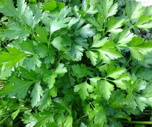 See full amazon price history chart for GARDENIFY INDIA PARSLEY HERB SEEDS (50 SEEDS/PACKET) GARDENIFY INDIA PARSLEY HERB SEEDS (50 SEEDS/PACKET) (B0947NPDN7) Amazon Price History, Amazon Price Tracker