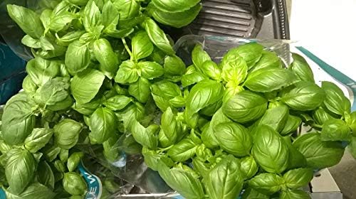 Floral Organic Basil, 1 EA