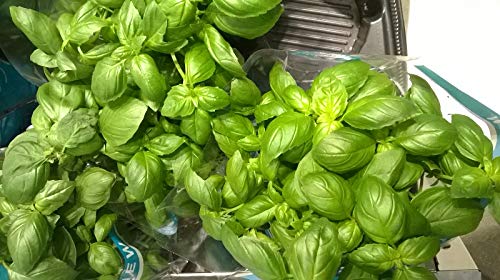 Floral, Plant Basil 6 Inch Organic - Thumbnail 5