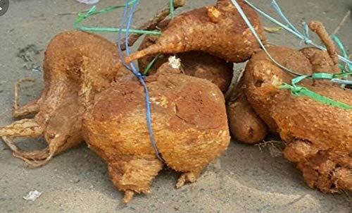 Smy Herb Nest Akasa Garuda Kilangu வ ஷ ப ச ச கள வ ரட ட ம ஆக ச கர ட க ழங க Amazon In Garden Outdoors