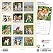 Shiba Inu 2021 - 18-Monatskalender mit freier DogDays-App: Original BrownTrout-Kalender [Mehrsprachig] [Kalender]