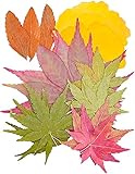 Nolliere Natural Real Pressed Maple Leaves, Fall Dried Pressed Flowers for Resin, Nails, Candle...