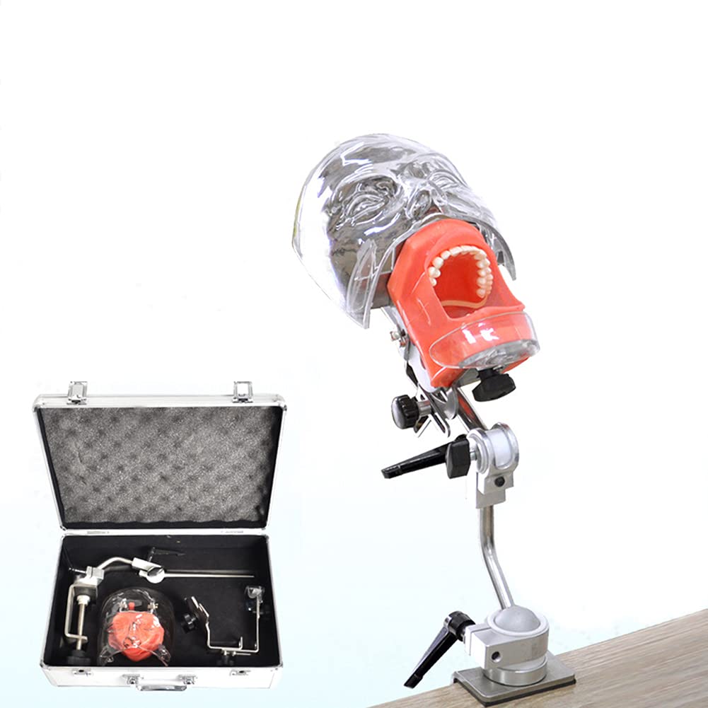 Simulateur dentaire AMITD haut réalisme, mannequin d'étude en plastique et support métallique