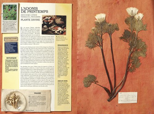 L'Herbier toxique – vue 2