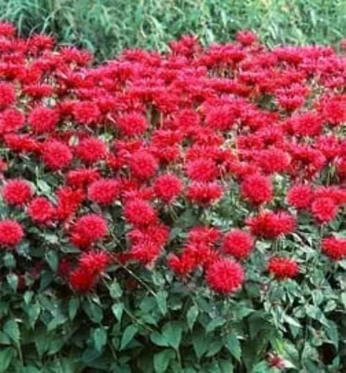 Bee Balm Fireball Monarda Plants in Separate 4 inch containers- Daylily Nursery…one Plant per Pot, You Choose Amount! (1)