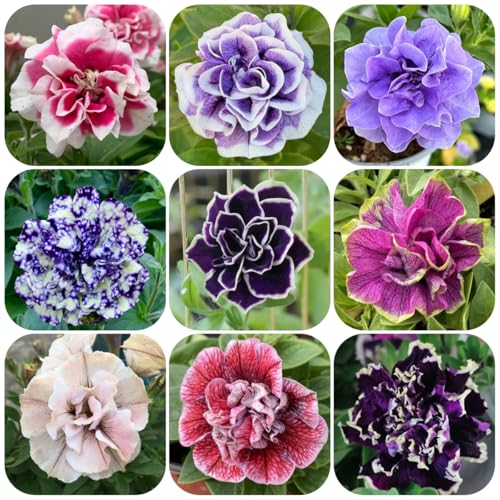 petunien hängend mehrjährig, winterharte kübelpflanzen, gartenpflanzen winterhart stauden 300samen