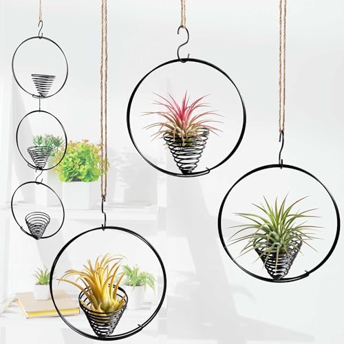 Casktcom 5.5' Air Plant Hangers for Ceiling & Windows, Airflow Hanging Air Plant Holder, Tillandsia Succulent Display Holders for Plant Wall - 3 pcs