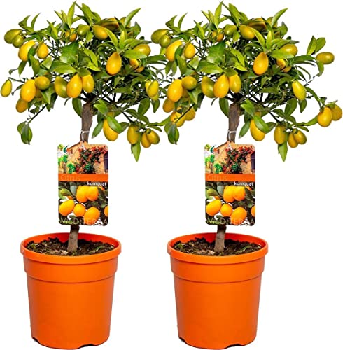 Árboles de Kumquat - Pack 2 Plantas - Citrus Japonica - Naranjos ...