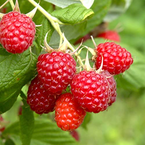 Bushel And Berry Raspberry Shortcake Raspberry Plant, Live Bare Root, Non-Gmo (Bag Of 1) #TOP5