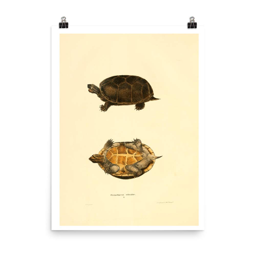 Affiche tortue 1836 reptile zoologie vintage pour décoration murale rétro