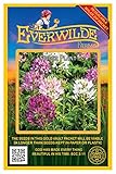 Everwilde Farms - 500 Spider Plant Wildflower Seeds - Gold Vault Jumbo Seed Packet
