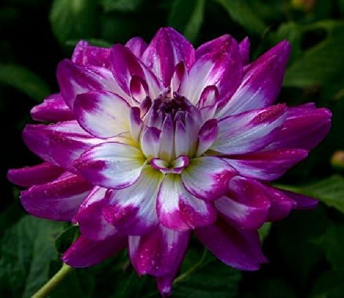 National Dahlia Collection Dahlia Who Dun It Tuber x1, Purple and White, 20 x 22 x 3 cm