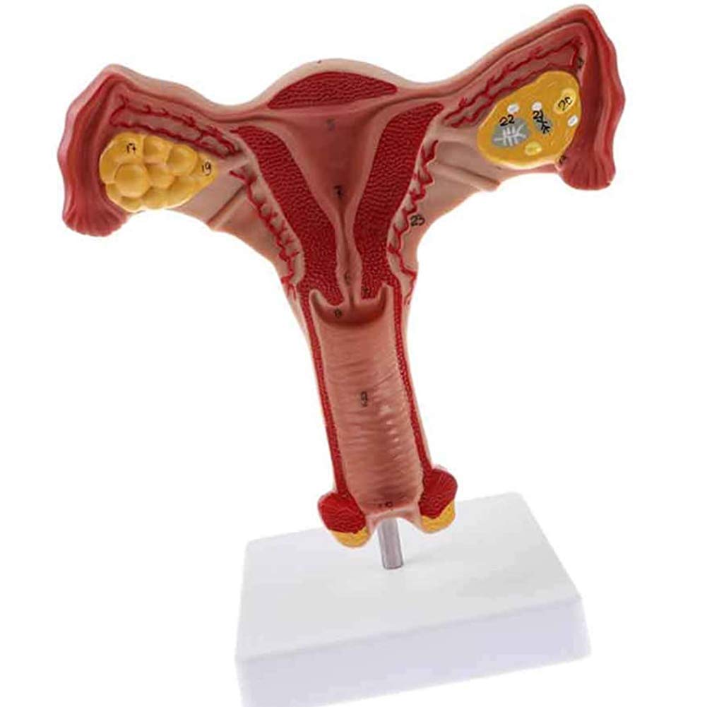 sjdoPulse Human Organ Model Female Reproductive Pathology, Uterine Model, Vaginal Ovarian Model,normal uterus (Ovarian Uterus 2)