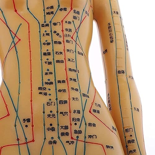Xaronf Human Body Acupuncture Model thumb #4