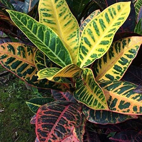 Amulya FARMS & NURSERY Croton Indoor/Outdoor Live Plant | Natural Air Purifier (B0BNPTW3BW) Amazon Price History, Amazon Price Tracker