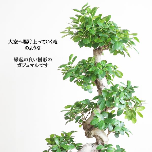 Amazon｜昇り龍樹形 ガジュマル 幸せを呼ぶ多幸の木 バルーン型 黒