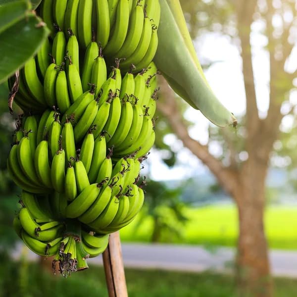 See full amazon price history chart for Natura GreenHouse Live singapuri banana tree plant Natura GreenHouse Live singapuri banana tree plant (B0CMXV8SP9) Amazon Price History, Amazon Price Tracker