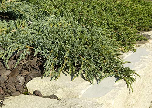 Juniperus squamata 'Blue Carpet' 20-30 cm – Winterhart, Immergrün, Pflegeleicht – Kriechwacholder – Bodendecker für Garten & Steingarten