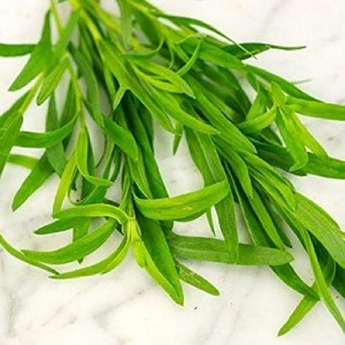 Russian Tarragon Herb Seeds - 25 Count Seed Pack - Non-GMO - A Leafy Green herb widely Used in French Cuisine. Makes a Wonderful Addition to Any herb Garden. - Country Creek LLC