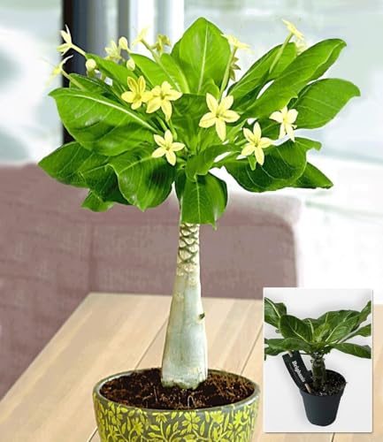 BALDUR Garten 1x Hawaii-Palme, Pflanze im 12 cm-Topf, Zimmerpflanze blühend Brighamia insignis...