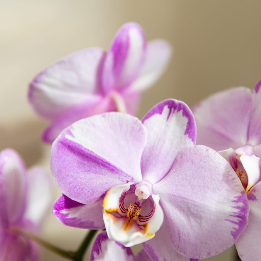 Orquídea rosa Niagara Falls en maceta rosa de 12 cm de diámetro, Planta de interior Phalaenopsis con diseño de burbujas, orquídea fresca del cultivador, idea de regalo para casa y oficina