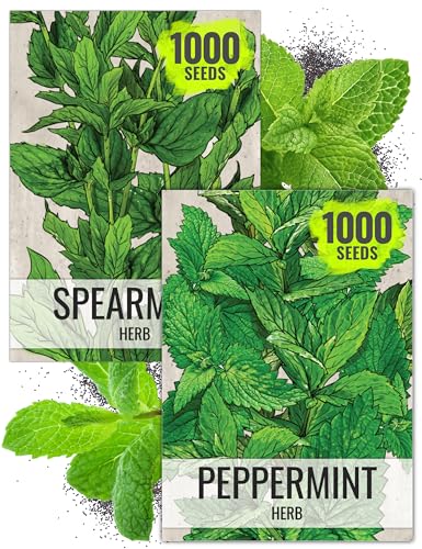 Seed Needs Mint Seeds for Planting Spearmint & Peppermint - Non-GMO Heirloom & Untreated Herb Seed to Plant an Indoor/Outdoor Culinary Medicinal Garden (Collection of 2 Packets)