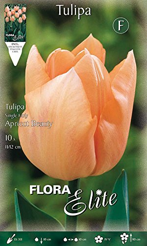 Tulipano single early apricot beauty confezione da...