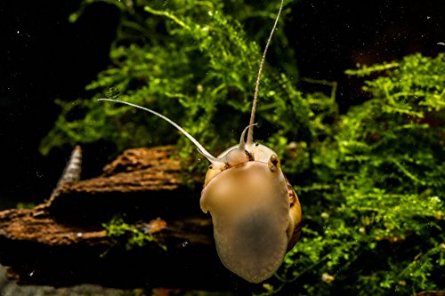 Zebra Apfelschnecke - Asolene spixi, 3 Stück - Aus Quarantänehaltung - 100% planarienfrei
