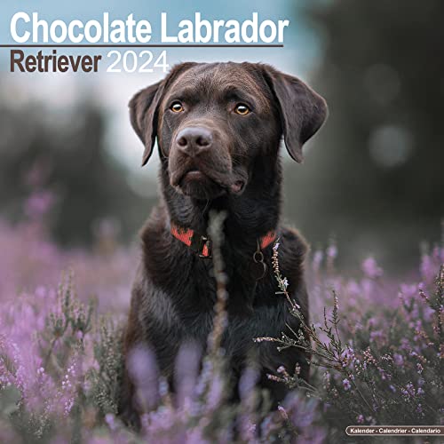 Chocolate Lab Retriever Calendar 2024