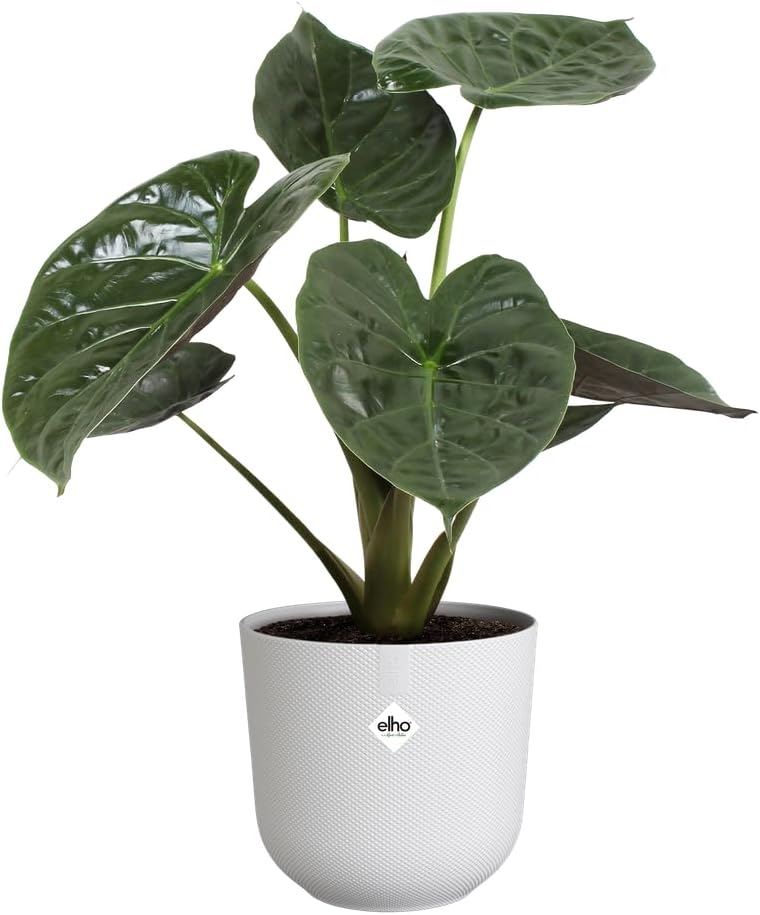 elho Jazz Round 23cm Flower Pot - Indoor Plant Pot - 100% Recycled Plastic - Unique Structure - White/Silky White
