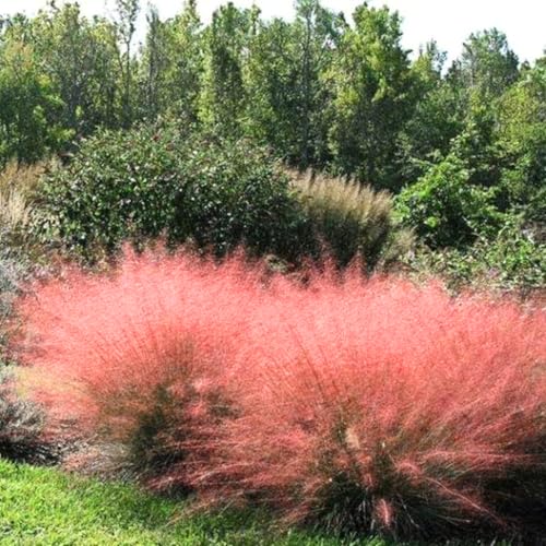 2 Ornamental Grass Plants - Muhly Grasses Live Plants Perennial