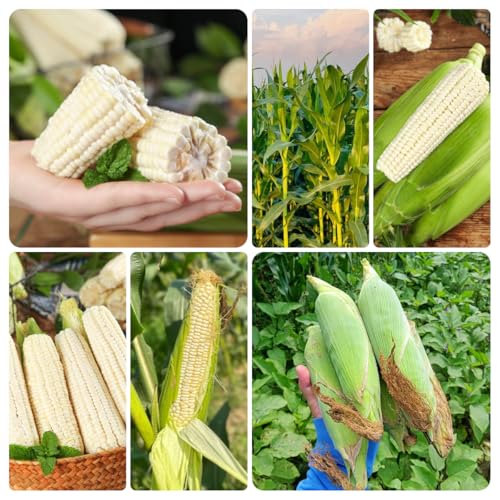 weißer mais - indoor bio alte sorten für balkon hochbeete für garten frisch 30samen